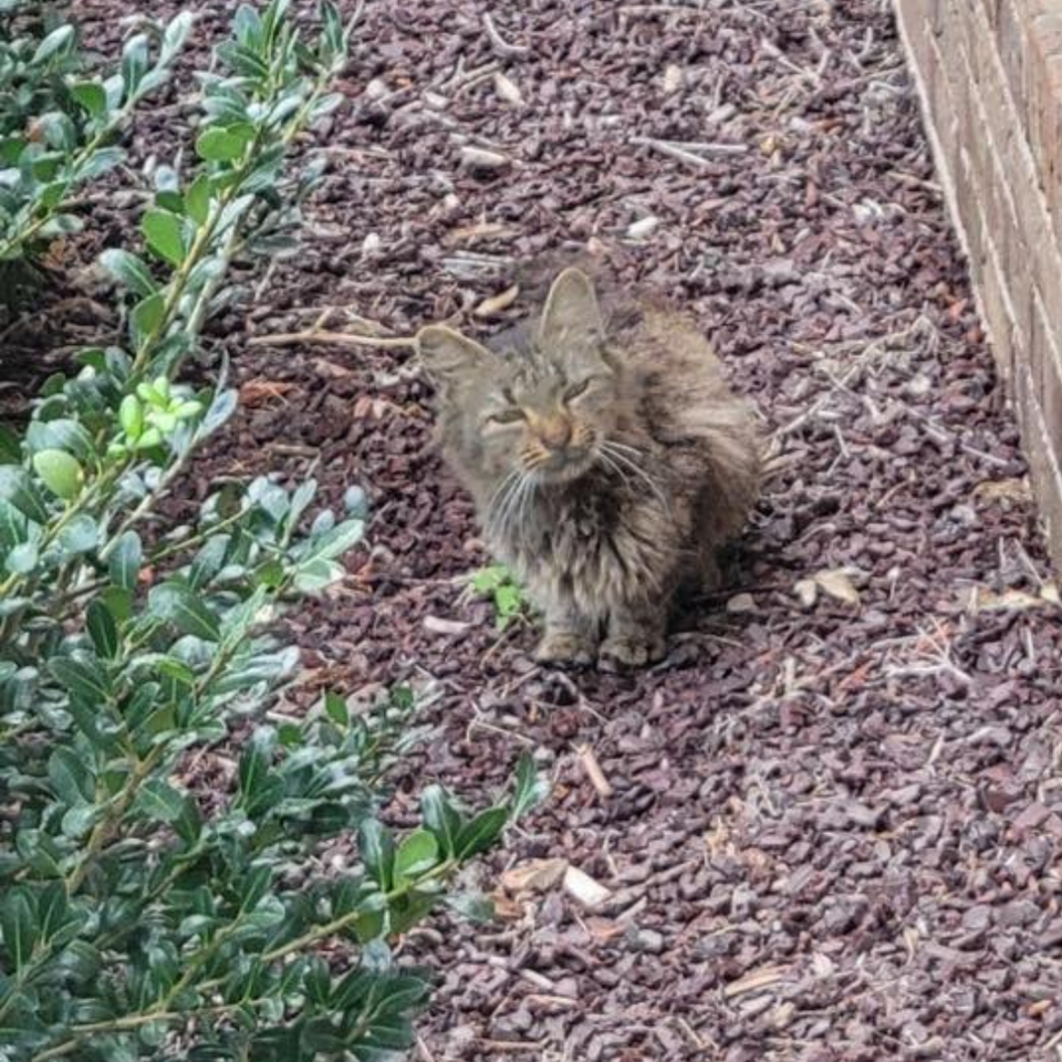 cat food donations, feral cats, TNR, monroe nc, charlotte nc  
