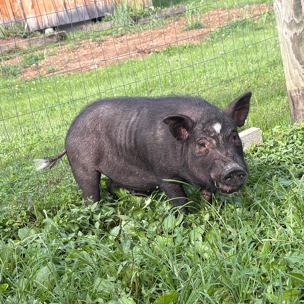 Samantha L. Bacon