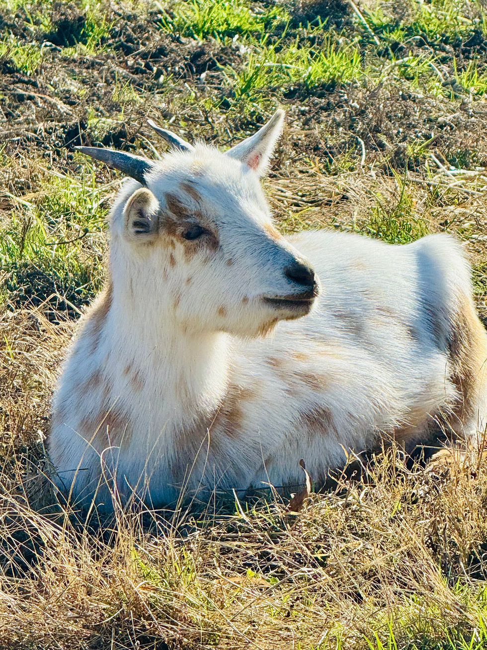 CoCo the blind goat