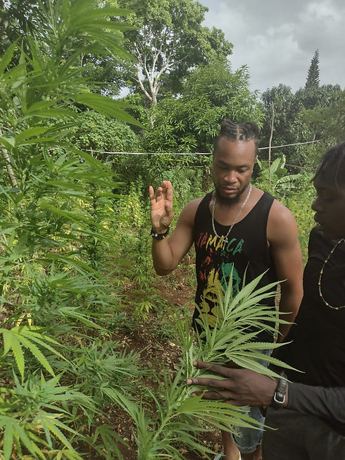Weed Farm Tour