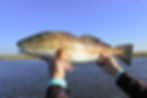 Redfish-Seasonality-fishing-in-florida