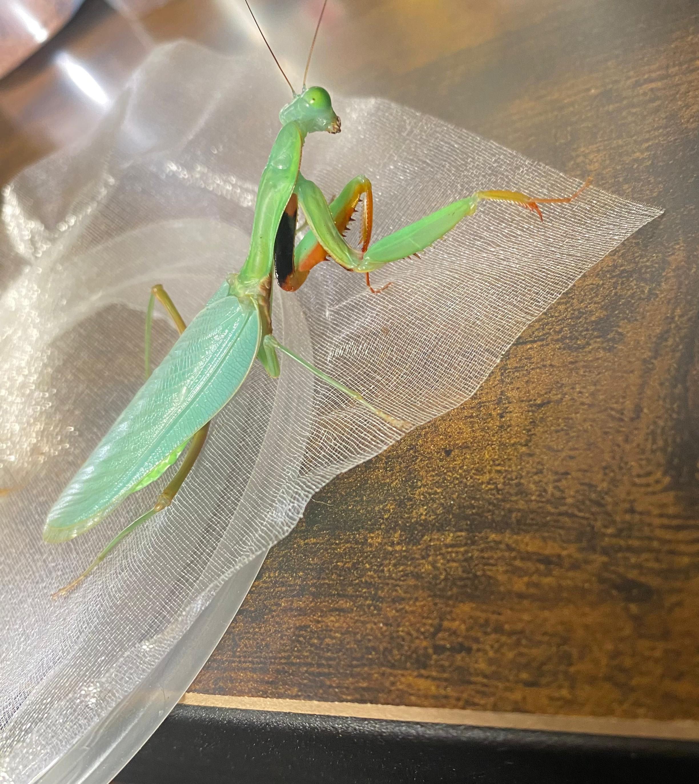 Hierodula sp. Papua (Blue Papua Mantis)