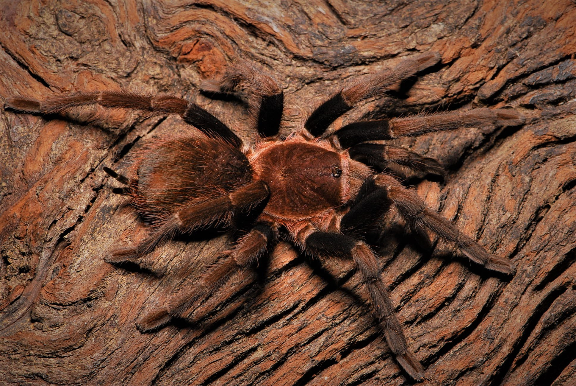 Roatan Birdeater Tarantula (Theraphosidae sp. "Roatan")