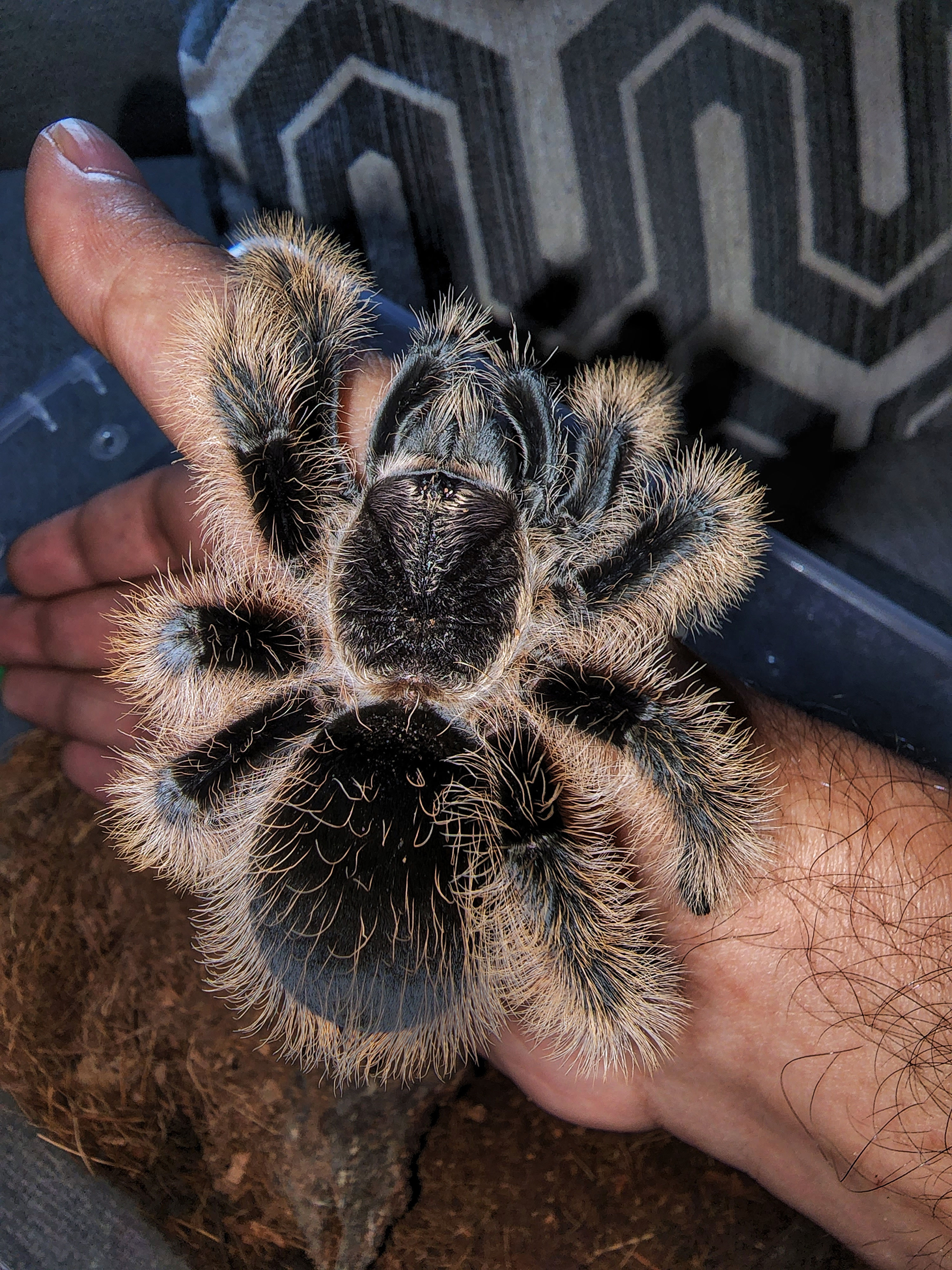 Curly Hair Tarantula (Tliltocatl albopilosum nicaragua)