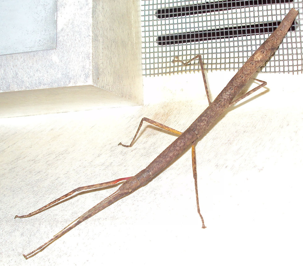 Indian stick insect - carausius morosus