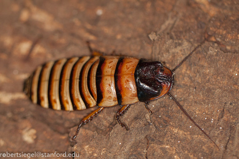 Halloween Hissing Cockroach (Elliptorhina javanica) - Colony of 10