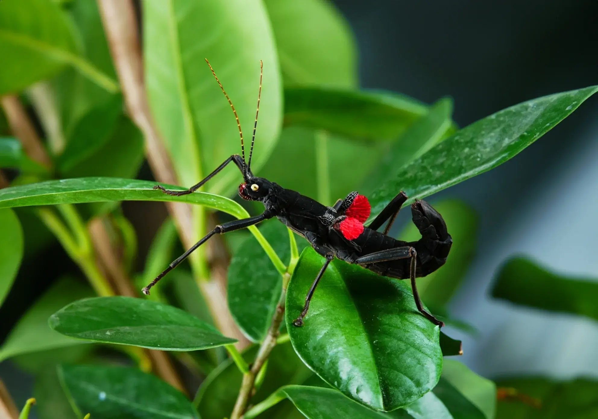 Black Beauty Stick Insect (Peruphasma schultei)