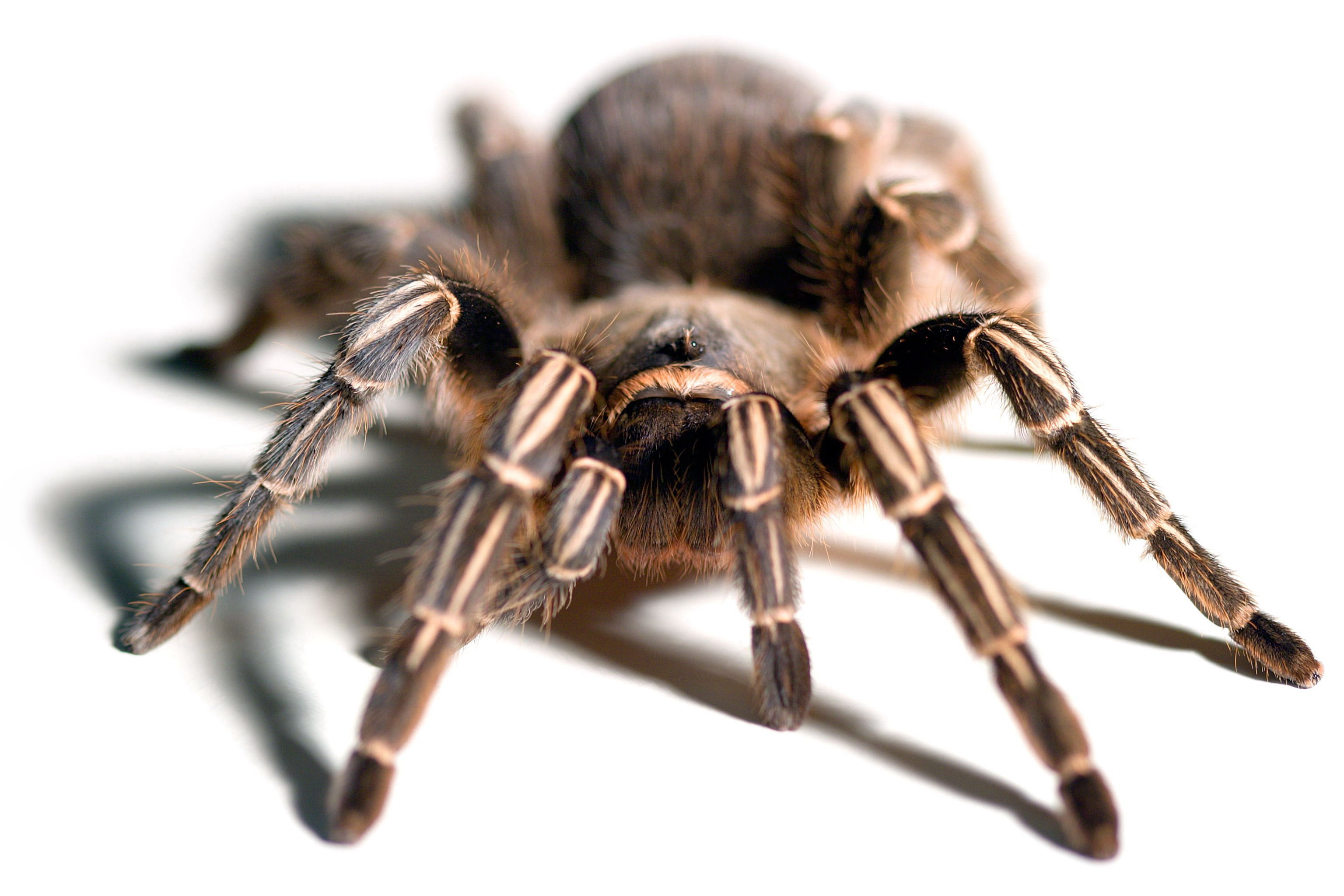 Striped-knee tarantula (Aphonopelma seemanni)