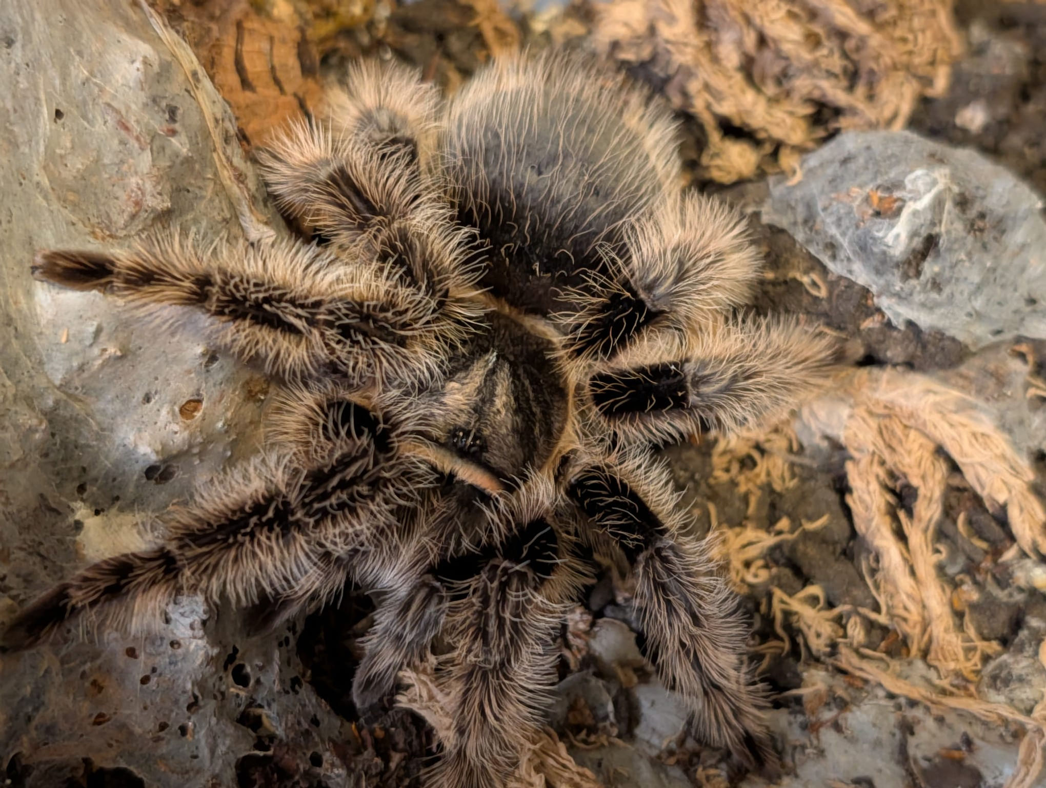 Curly Hair Tarantula (Tliltocatl albopilosum nicaragua)