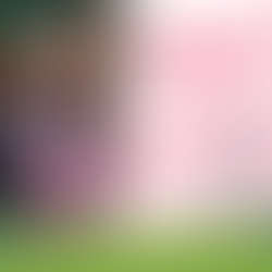 Petition to Protect College Fields Presented in Parliament