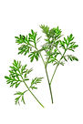 Artemisia Absinthium