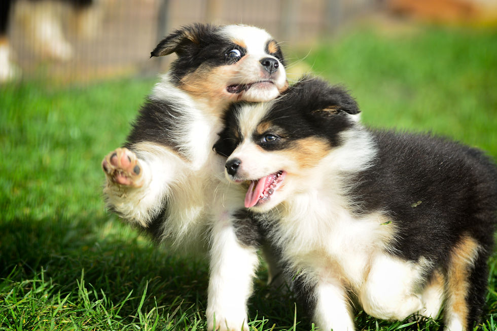chiot 58j 2