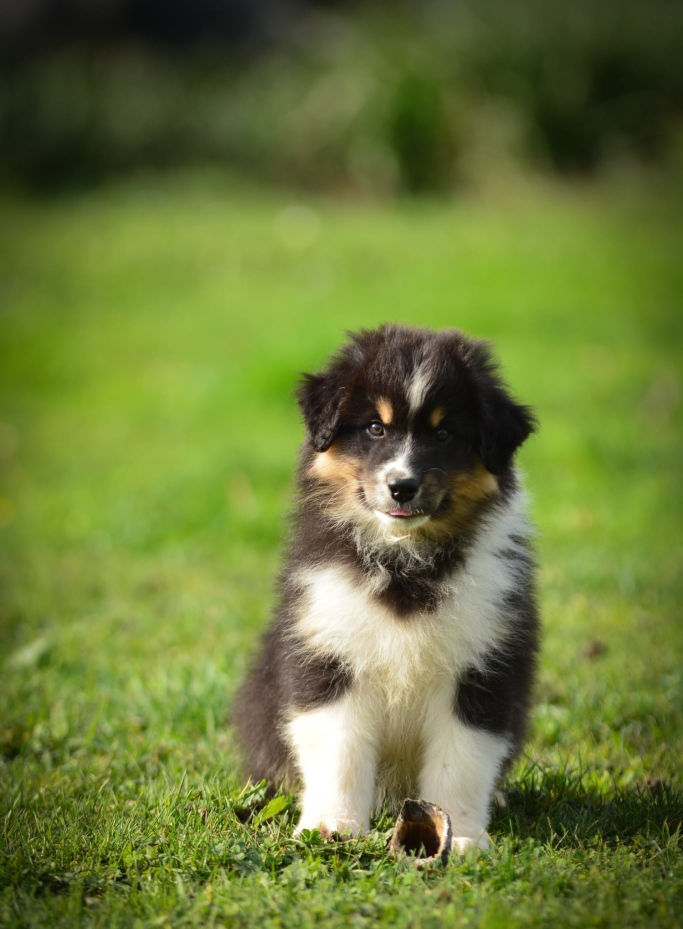 Messenger_creation_4D1D10E5-48E4-4A4C-B66F-CE6DE27D1464