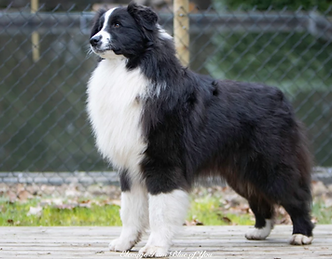 togo australian shepherd black bicolor