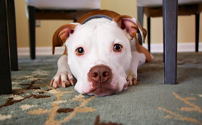 Puppy Under a Table
