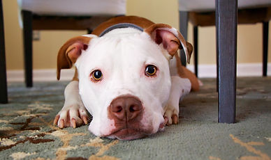 Puppy Under a Table