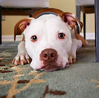 Puppy Under a Table