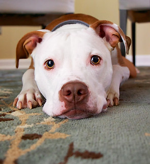 Puppy Under a Table