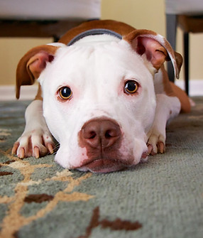 Dog Under Table