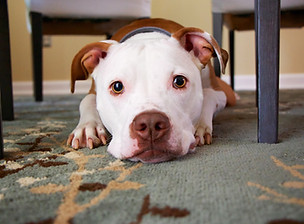 Puppy Under a Table