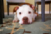 テーブルの下に子犬