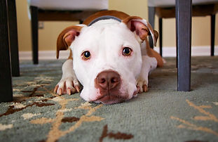 Puppy Under a Table