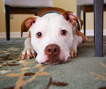 Puppy Under a Table