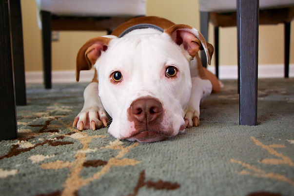 Puppy Under a Table