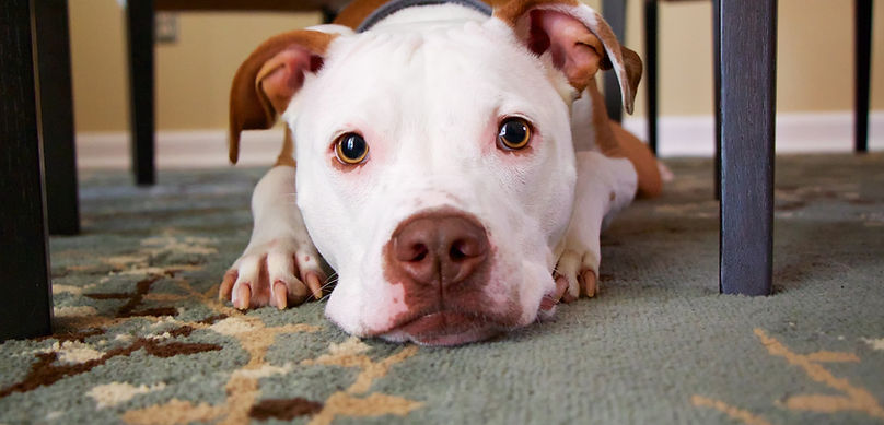 Puppy Under a Table