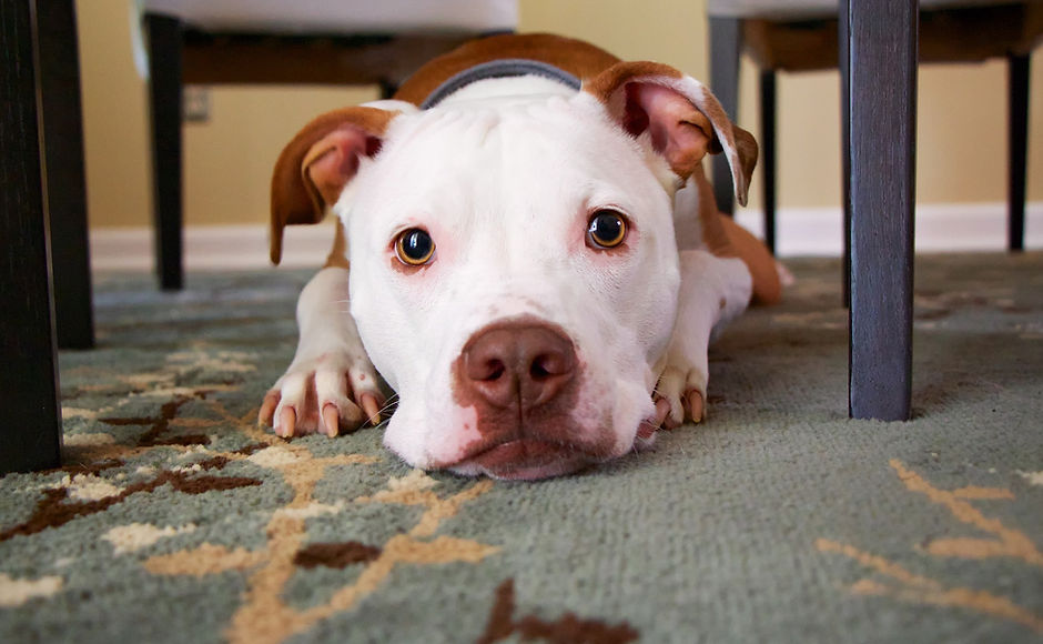 Puppy Under a Table