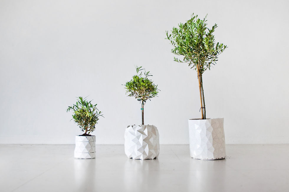GROWTH | STUDIO AYASKAN