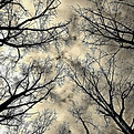 arbres.jpg