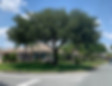 oak Tree Trimmed_edited_edited.jpg