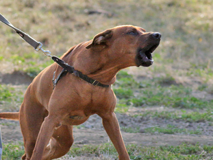 Going Deeper With Understanding Fear Behaviours