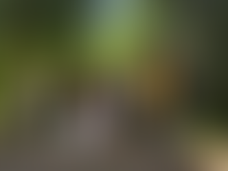 Im Alstetter Wald