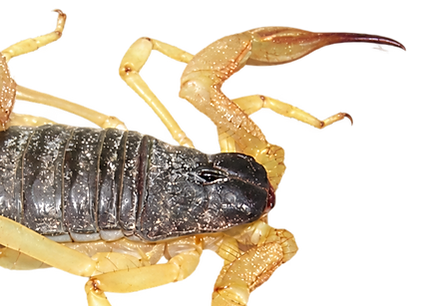 Hadrurus
spadix