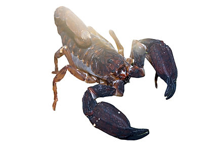 Chaerilus sp. sumatra