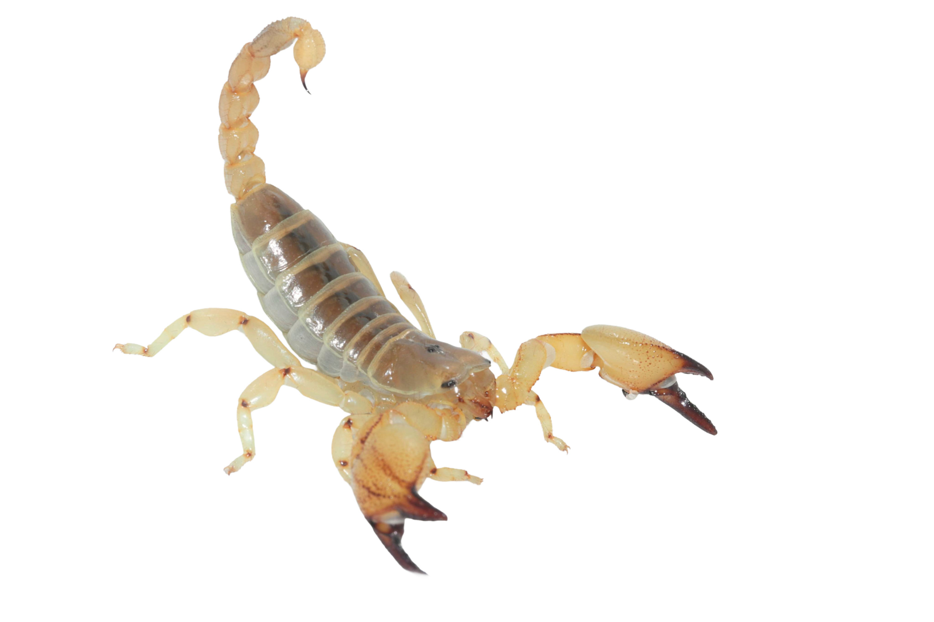 Scorpio palmatus