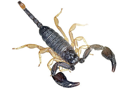 Tetratrichobothrius flavicaudis