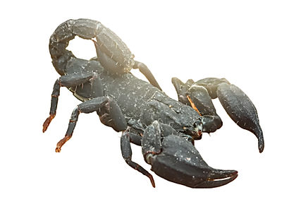 Chaerilus
cimrmani