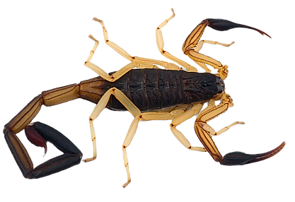 Centruroides bicolor