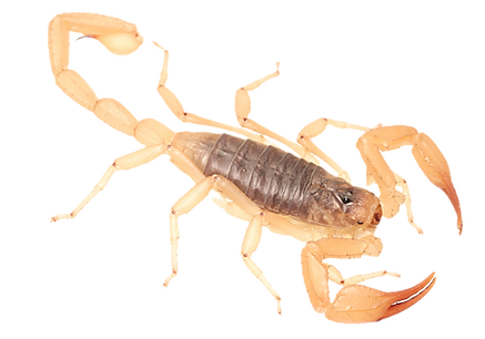 Smeringurus vachoni