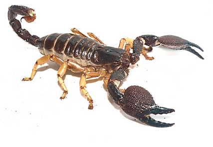 Chersonesometrus fulvipes