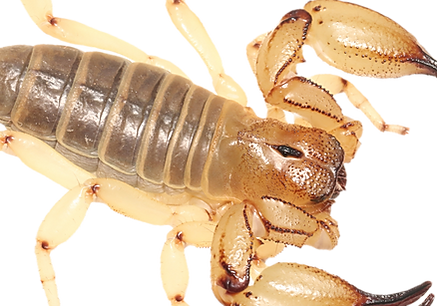 Anuroctonus pococki