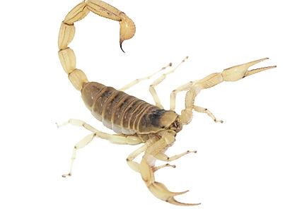 Hadrurus
intergrade