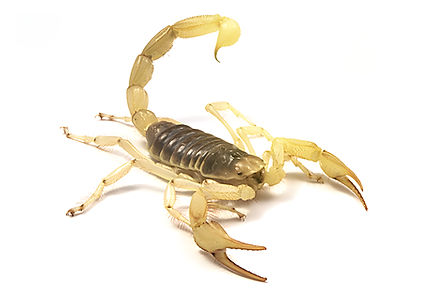 Hadrurus arizonensis