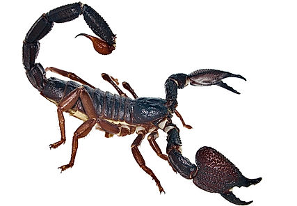 Gigantometrus swammerdami