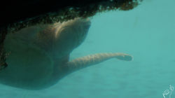 Grande barrière de corail 2