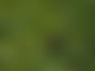 Algae is a friend not a foe!