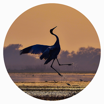 Embodied Mindfulness (15).png